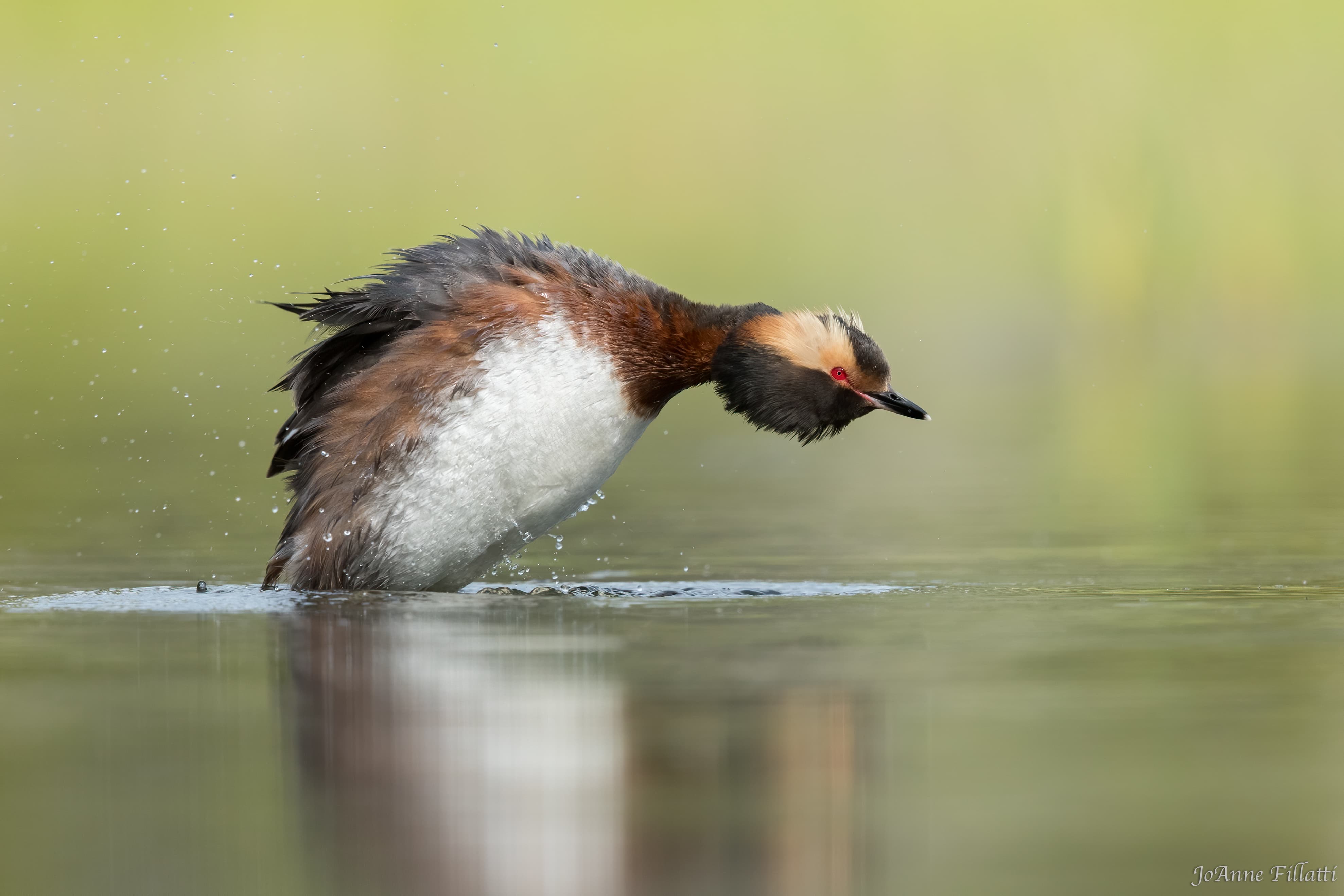 bird of british columbia image 18